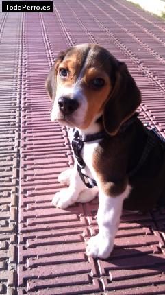 La foto del perro