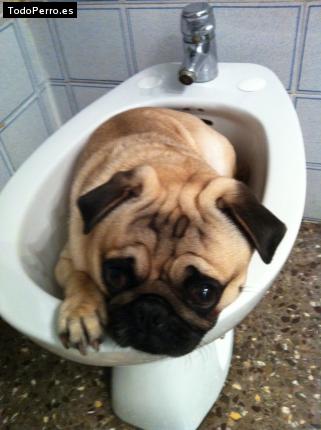 La foto del perro