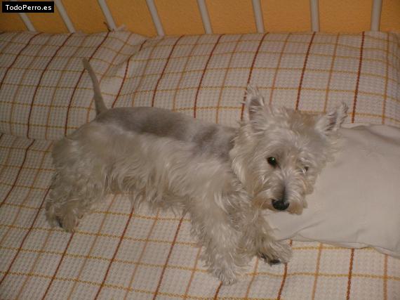 La foto del perro