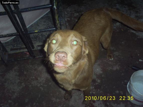 La foto del perro