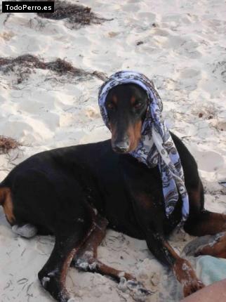 La foto del perro