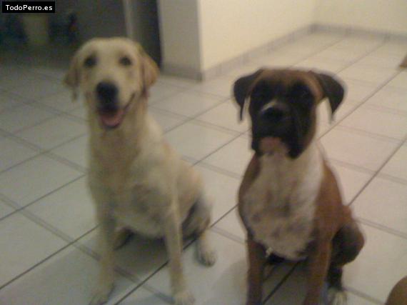 La foto del perro