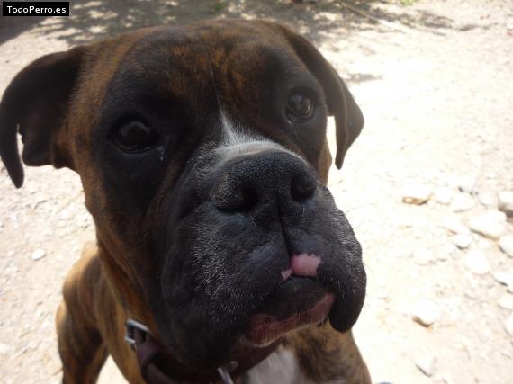 La foto del perro