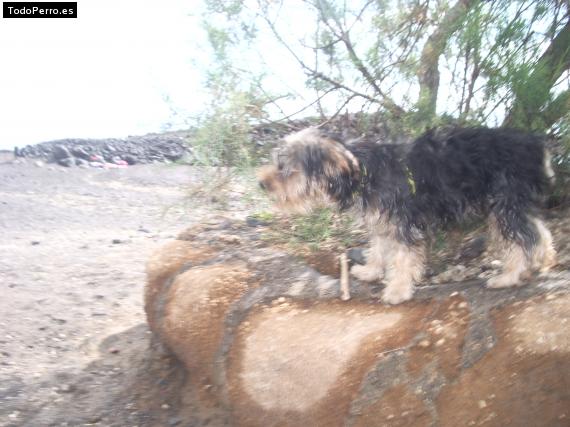 La foto del perro