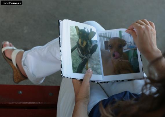 La foto del perro