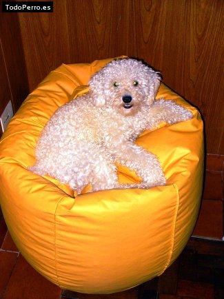 La foto del perro