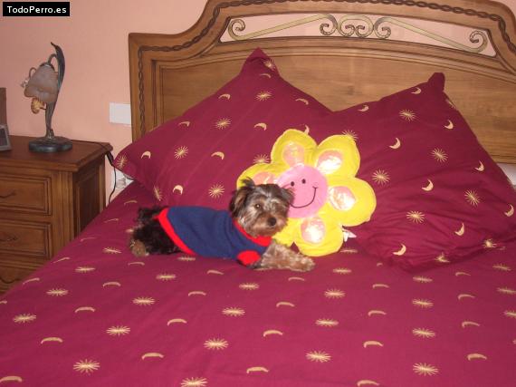 La foto del perro