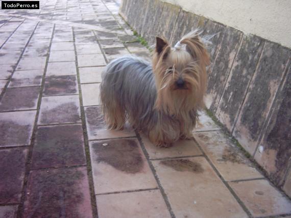 La foto del perro