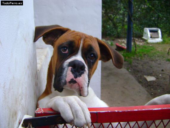 La foto del perro