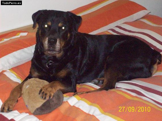 La foto del perro