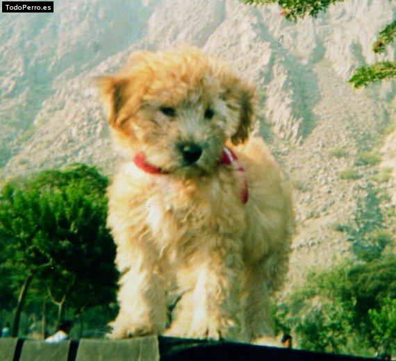 Foto del perro Rocky