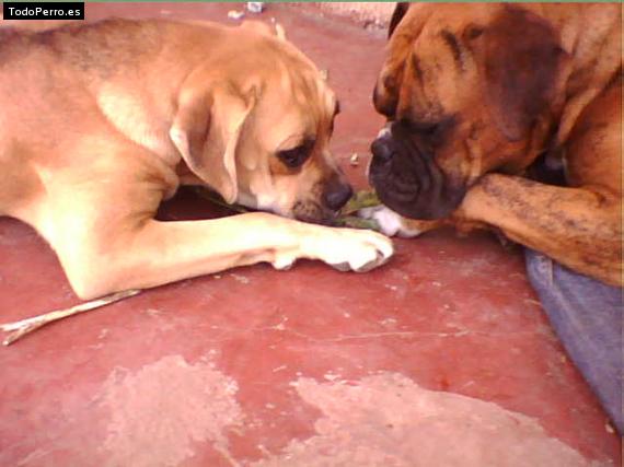 La foto del perro