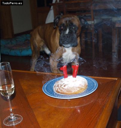 La foto del perro