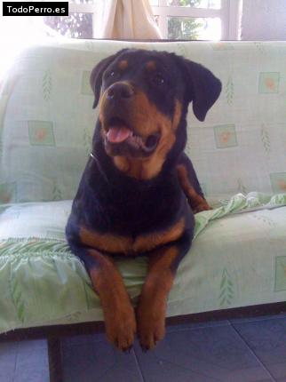 La foto del perro