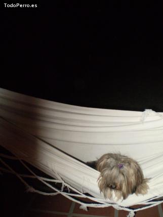 La foto del perro