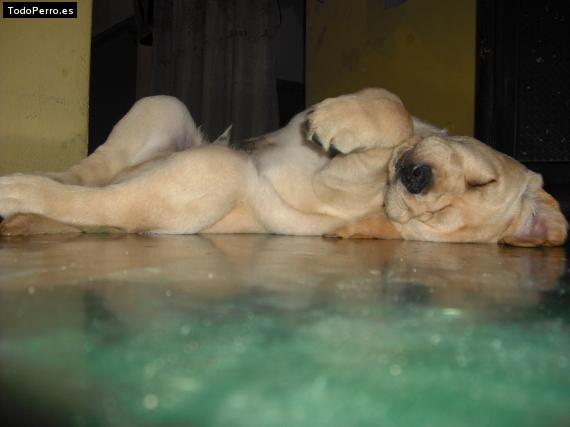 La foto del perro