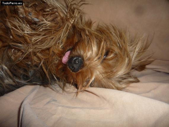 La foto del perro