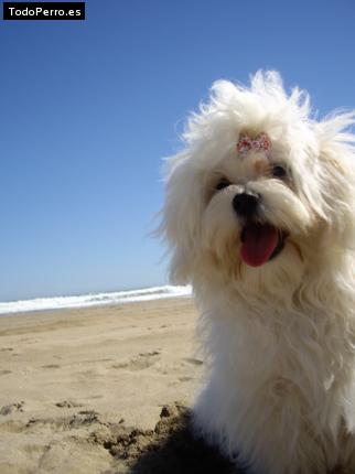 La foto del perro