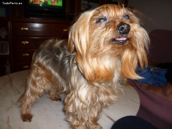 La foto del perro