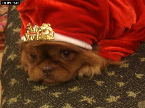 La foto del perro