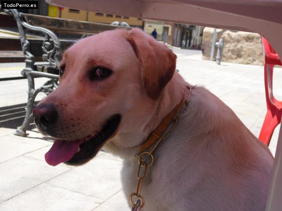 La foto del perro