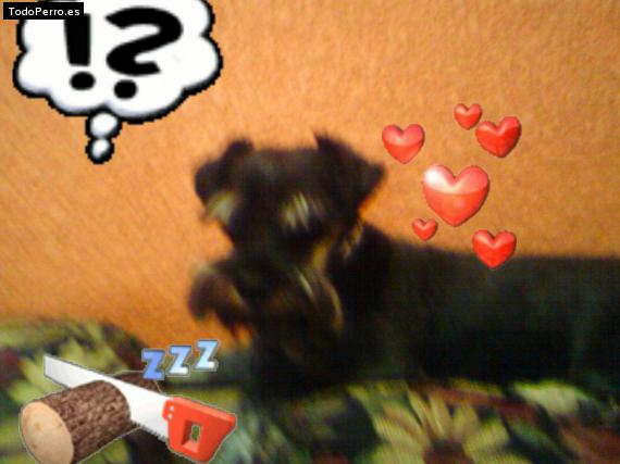 Foto del perro Rufo