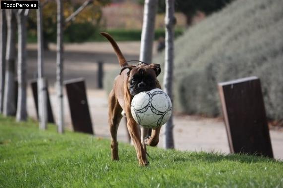 La foto del perro