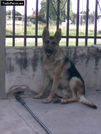 Foto del perro Ruffo