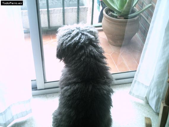 La foto del perro
