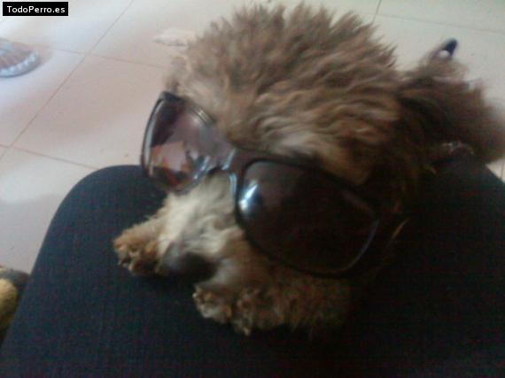 La foto del perro