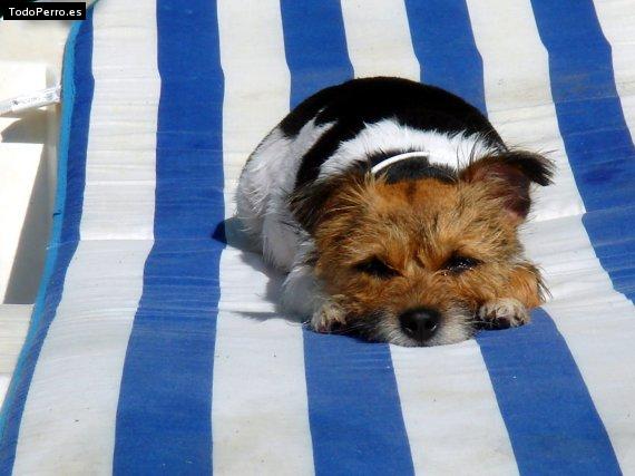 La foto del perro