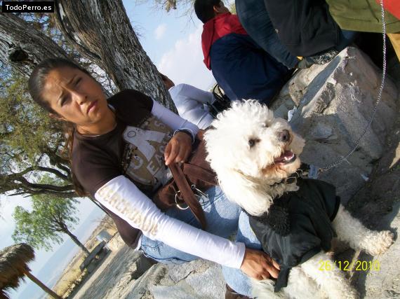 La foto del perro