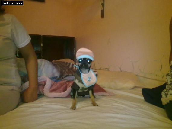 La foto del perro