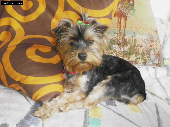 La foto del perro