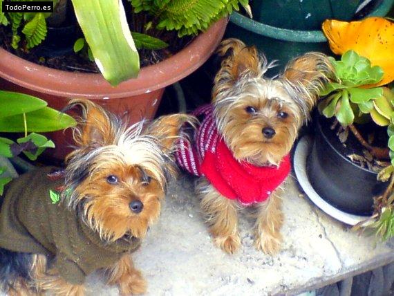 La foto del perro