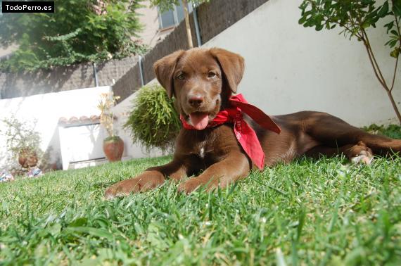La foto del perro