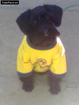 La foto del perro