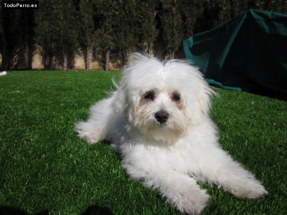 La foto del perro