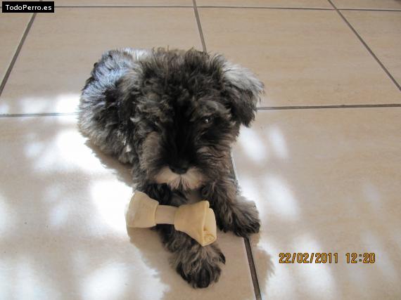 La foto del perro