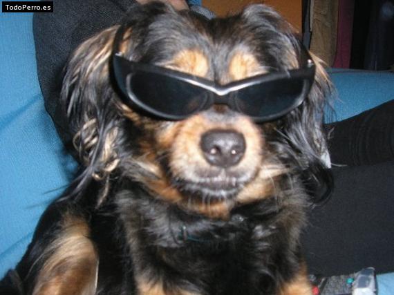 La foto del perro