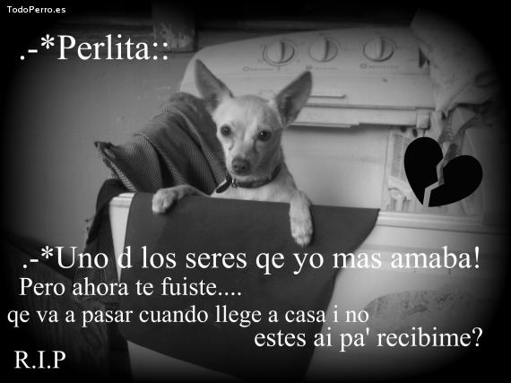 La foto del perro