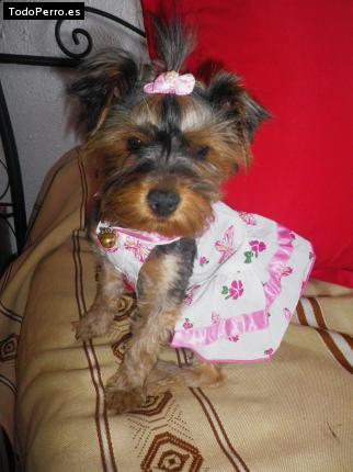La foto del perro