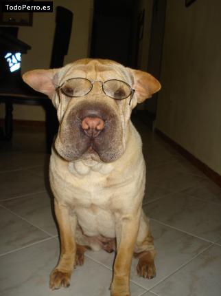 La foto del perro