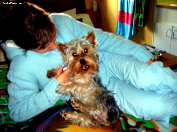 La foto del perro