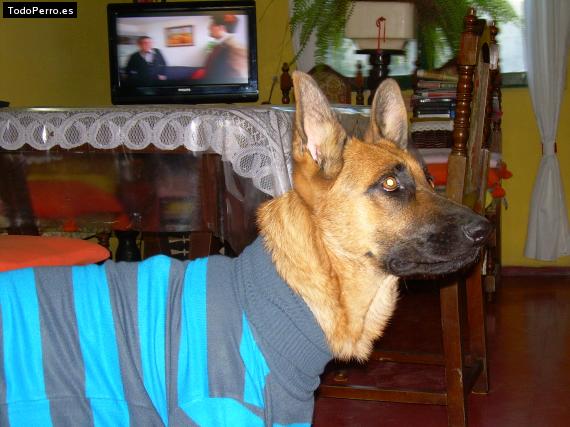 La foto del perro