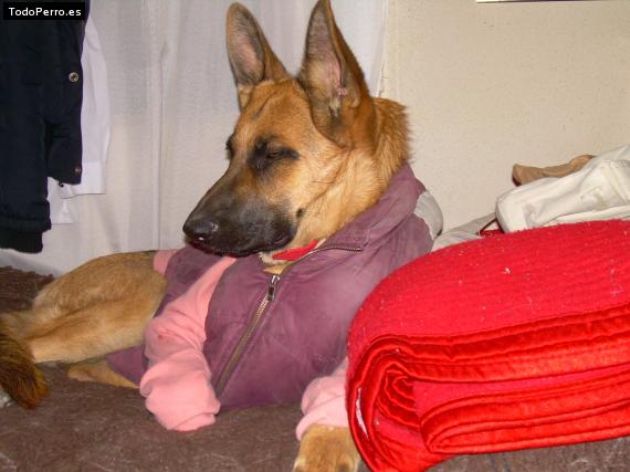 La foto del perro