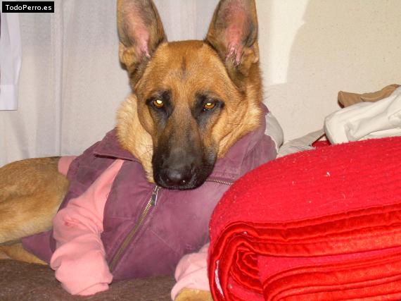 La foto del perro