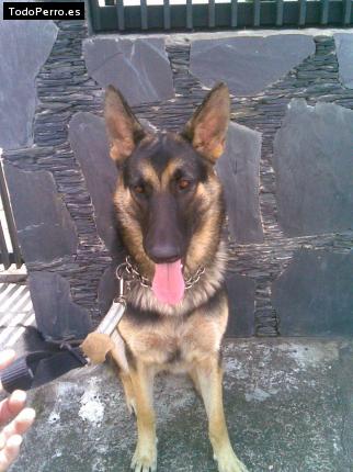 La foto del perro