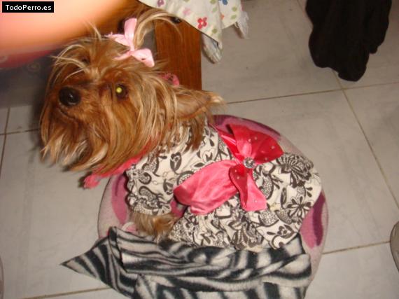 La foto del perro