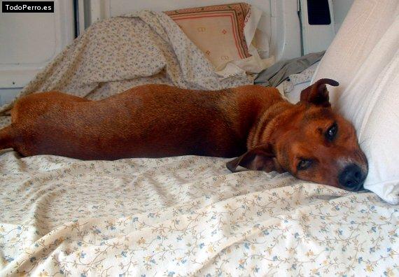 La foto del perro